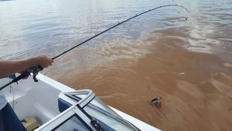 Desde el 5 de noviembre rige la veda de pesca en los ríos Paraná y Uruguay