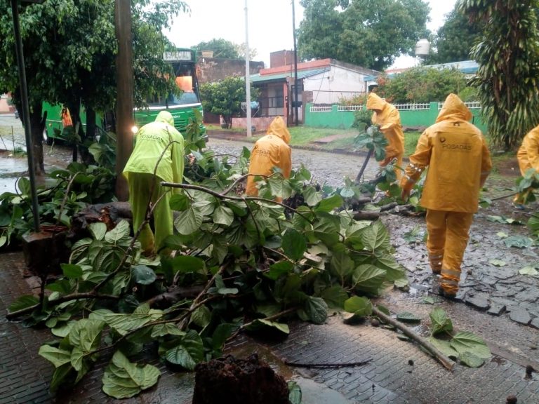 Realizaron operativos de despeje de árboles caídos en Villa Cabello y en el centro