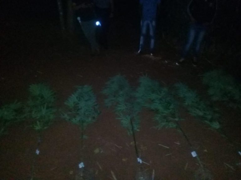 Incautaron doce plantas adultas de cannabis de hasta dos metros en El Soberbio