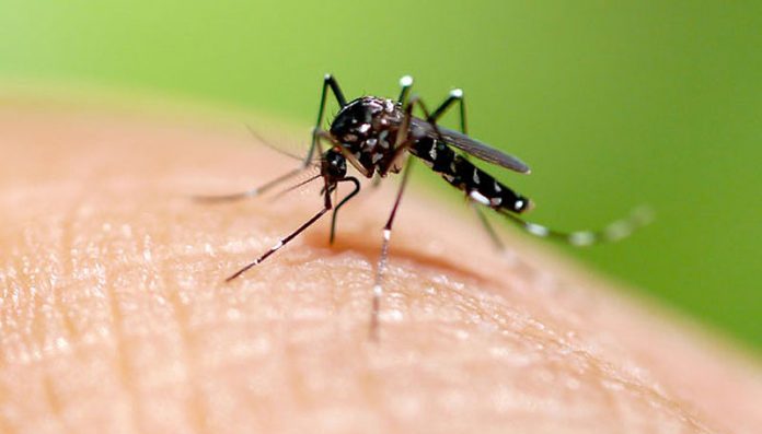 Acciones para evitar que el mosquito Aedes aegypti se reproduzca