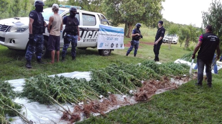 Descubrieron plantación de marihuana en una chacra de Andrade: un detenido