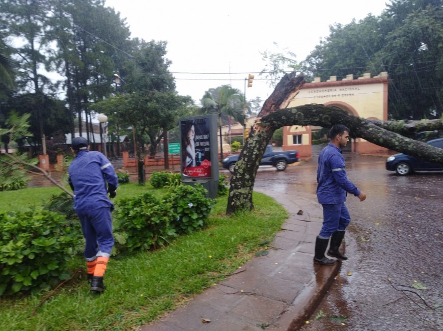 Asistieron a vecinos obereños tras la caída de árboles por el temporal