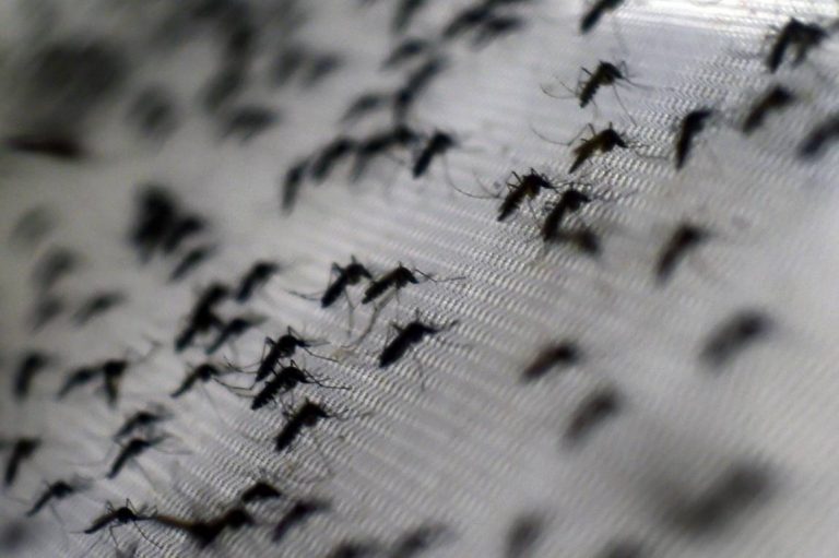 Misiones en alerta: aumenta el número de casos de dengue en Foz de Iguazú