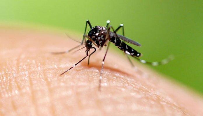 Dengue en Misiones: el primer caso fue confirmado en Puerto Iguazú