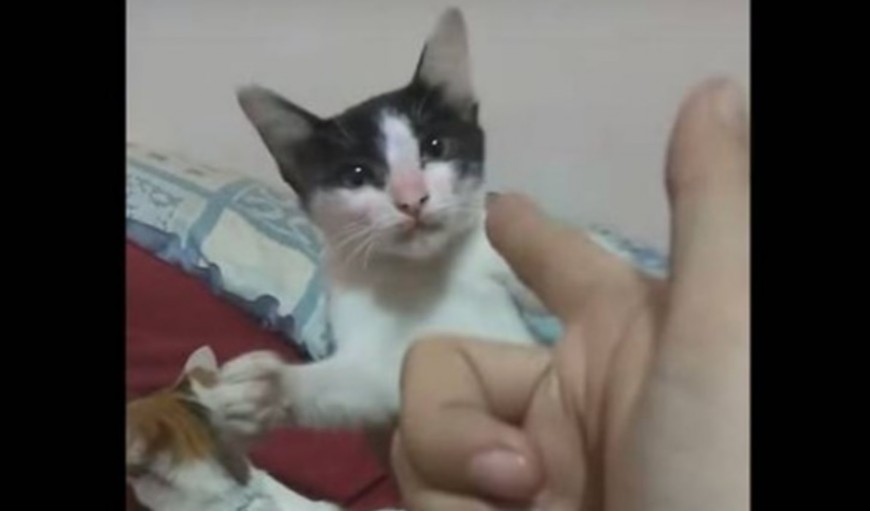 El gato que finge su propia muerte