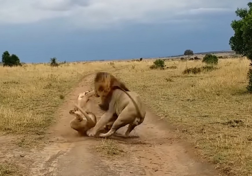 Video viral: así reacciona una leona cuando un león intenta despertarla