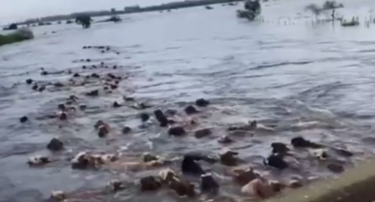 Inundaciones en Corrientes: recuperaron el ganado que fue arrastrado por el desborde del agua