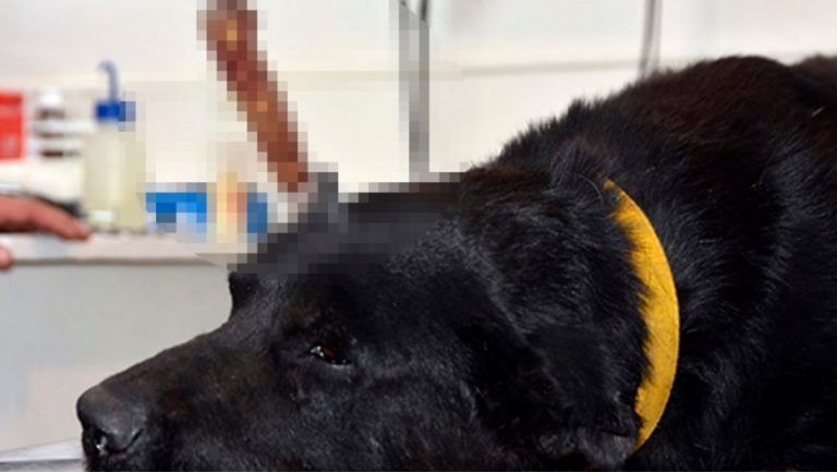 Horror en Viedma: le clavaron un cuchillo en la cabeza a un perro
