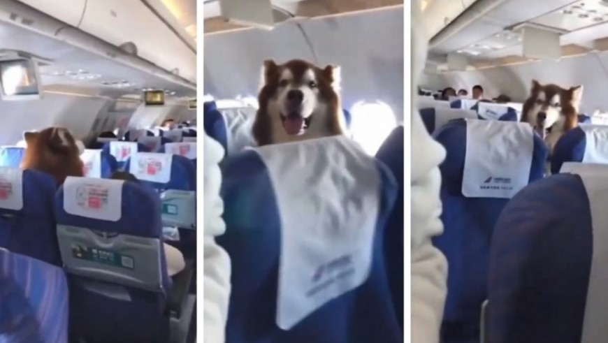 El tierno video viral del perro que viajó junto a su dueña en el avión