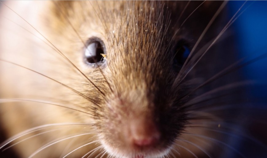 Chubut: confirman 23 casos de hantavirus y suspendieron cuatro fiestas populares
