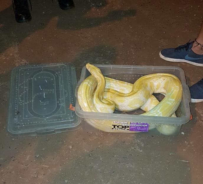 Tres serpientes exóticas eran parte de una encomienda y las rescataron en San Ignacio
