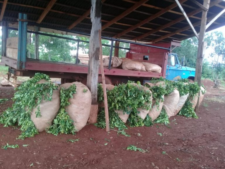 Recuperaron más de 600 kg de hoja de yerba en San Pedro
