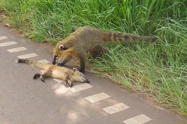 Sigue el atropellamiento de fauna en Misiones: esta vez la víctima fue un coatí