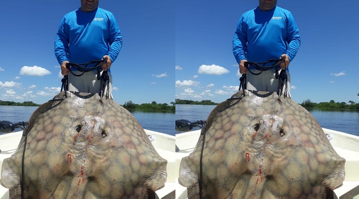 Corrientes: en Esquina pescaron una raya de 150 kilos
