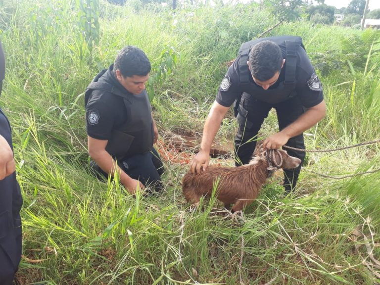Buena acción: policías salvaron a un perro que cayó a un pozo de agua
