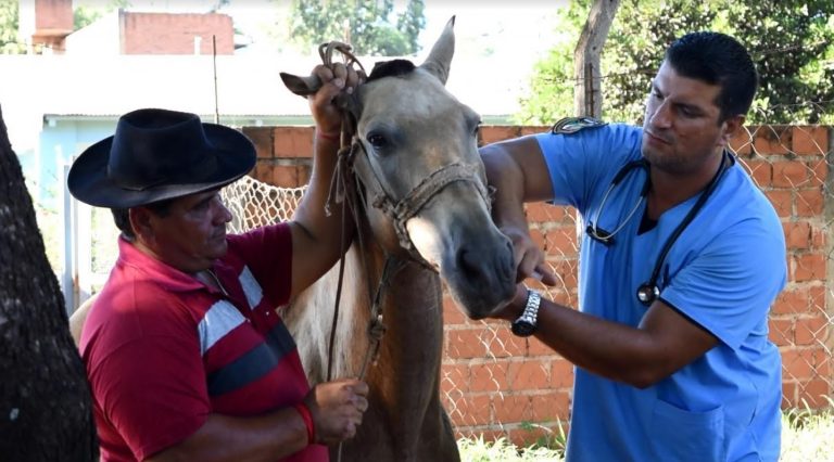 Tracción a sangre: evaluaron la salud de más de 30 equinos