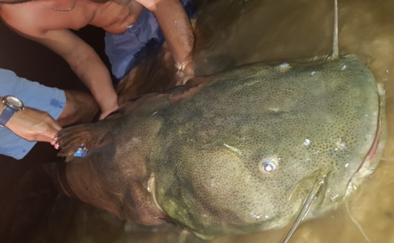 El río Paraná más vivo que nunca: pescaron y devolvieron un Manguruyú de más de 60 kilos