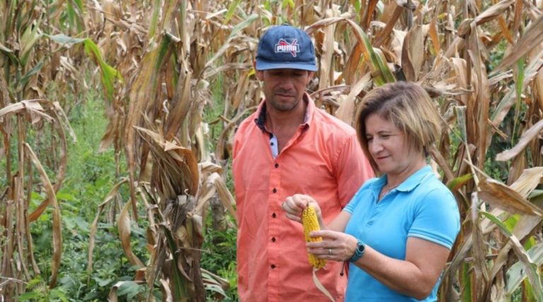 Agricultura Familiar: evaluaron el proceso del Programa MA’ETY, destinado al incremento del maíz