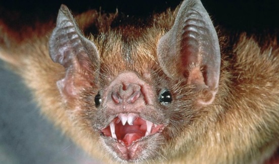 San Pedro: confirman un caso de rabia paresiante causada por un murciélago vampiro en Tobuna