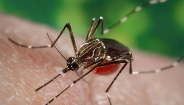 Alarma en Misiones por la aparición de un nuevo serotipo de dengue en Encarnación
