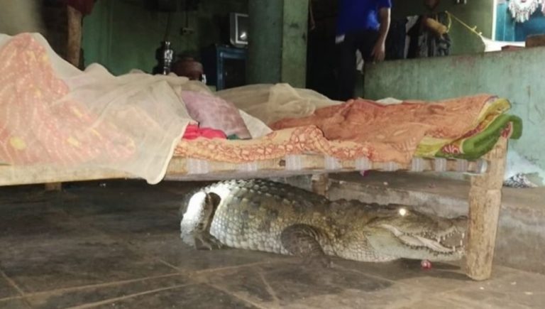 India: un hombre se despertó con un cocodrilo debajo de su cama