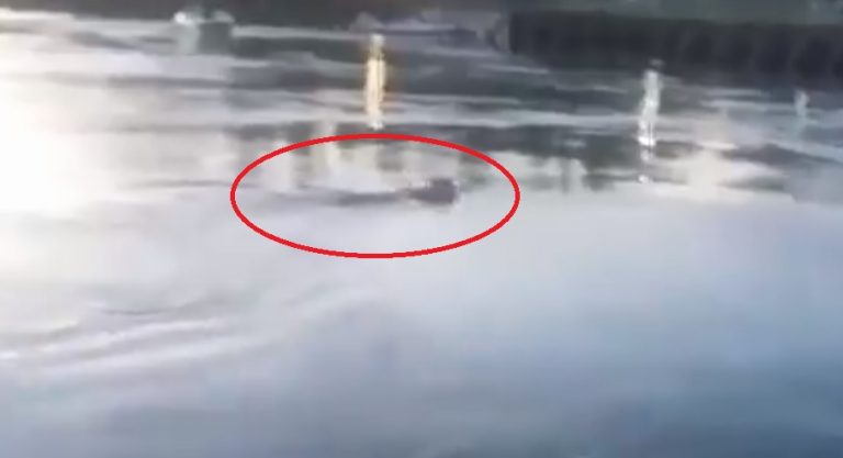 Video: un puma cruzó el Paraná a nado y apareció en la costanera de Itatí