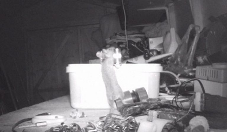 Un hombre descubrió que un ratón ordenaba las herramientas de su taller
