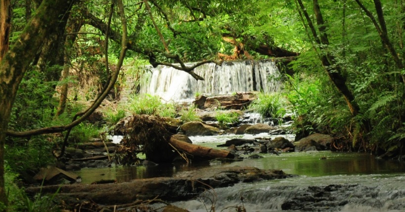 Siete Maravillas Naturales de Argentina: aún hay tiempo para votar por la Selva Misionera