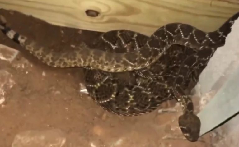 La terrible sorpresa en Texas: hallaron 45 serpientes de cascabel debajo de su casa
