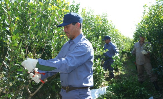 Buenas Prácticas Agrícolas: se implementará por primera vez en yerbales