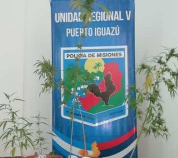 Iguazú: incautaron plantación de marihuana valuada en más de 20 mil pesos