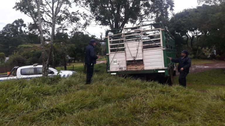 Recuperaron vacunos robados a un agricultos en San Vicente