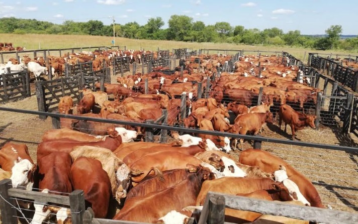 El primer remate de ganado vacuno de pequeños productores recaudó más de $10 millones