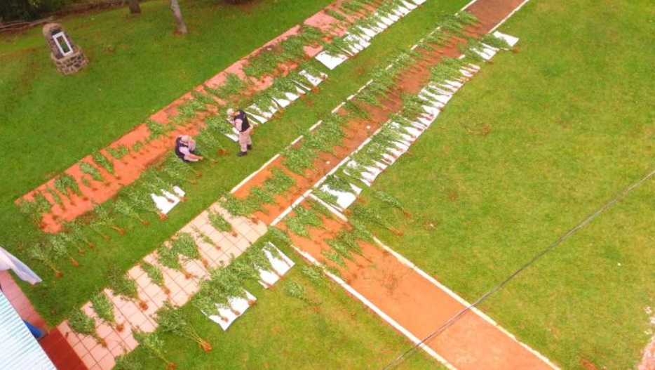 Las 1800 plantas de marihuana incautada en cercanías a Iguazú estaban en un predio del Ejército