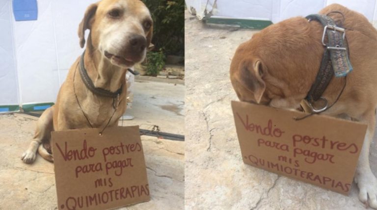 Un perro vende postres para juntar plata para su quimioterapia
