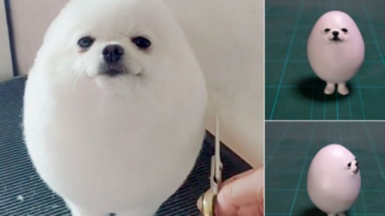 El perro que la rompe en las redes sociales porque parece un huevo