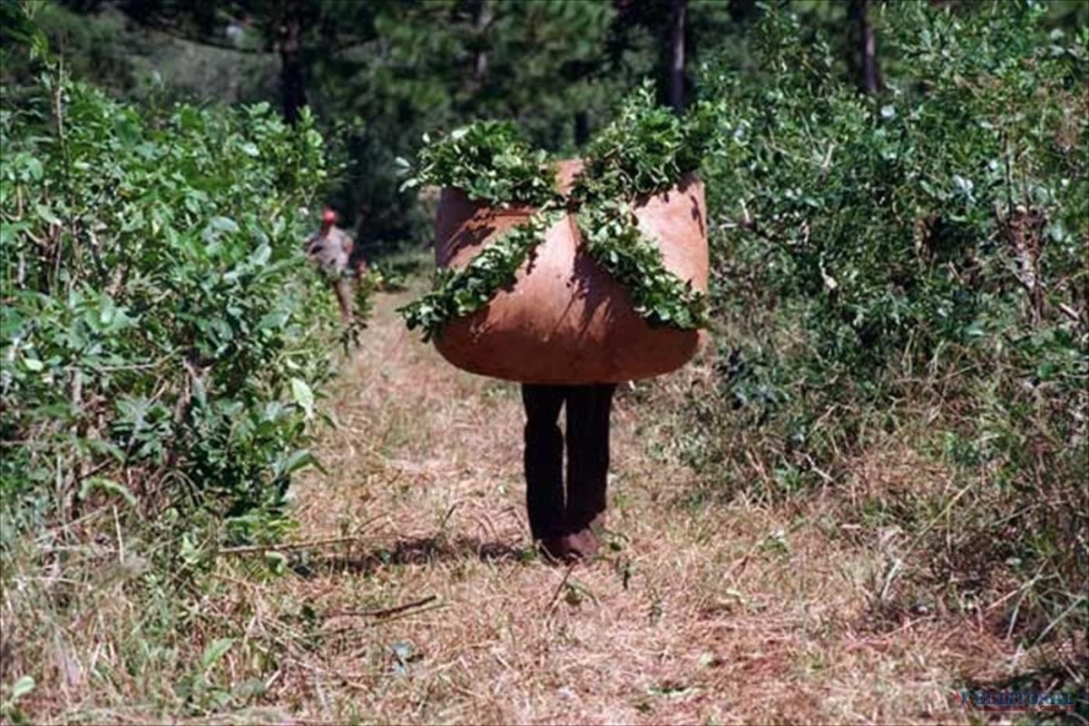 Nación fijó nuevos precios para la yerba: $11,55 el kilo de hoja verde y $43,89 la canchada