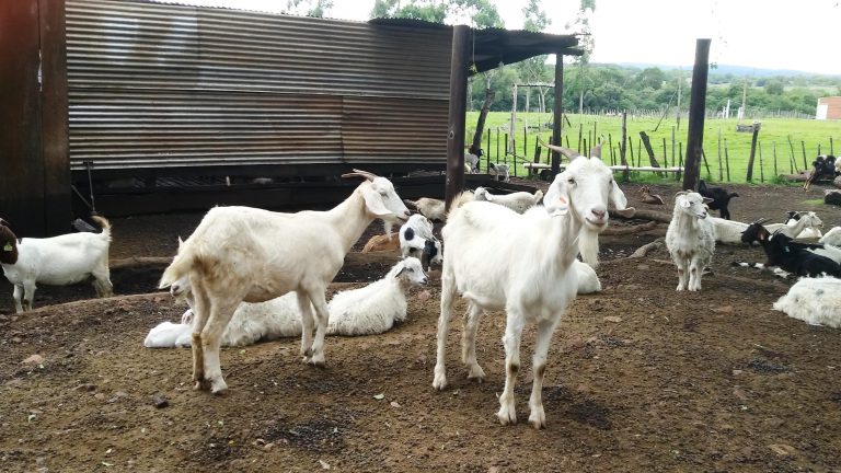 Cerro Corá: realizarán otra jornada de campo sobre forrajes para ovejas y cabras