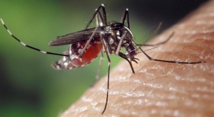 Dengue
