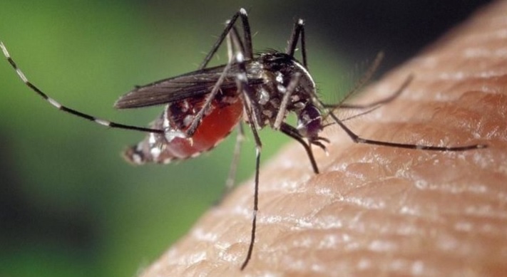 Dengue: el paciente con el serotipo DEN-4 reside en Villa Cabello