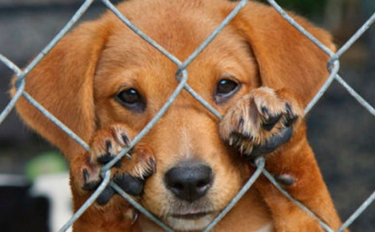 Maltrato animal: multarán a quienes abandonen sus mascotas, las dejen encerradas o les tiñan el pelo