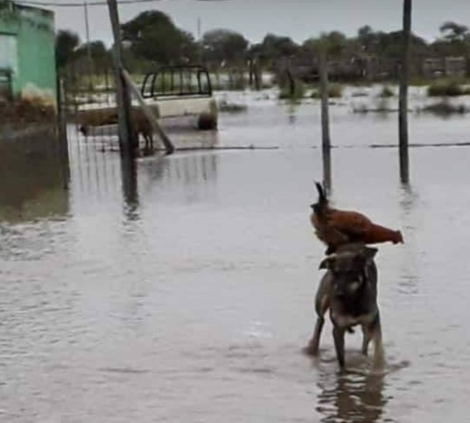Solidaridad animal: el perro que salvó a una gallina de morir ahogada