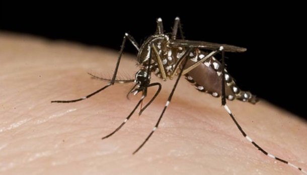 Región en alerta: aparecen nuevos brotes de dengue en Paraguay