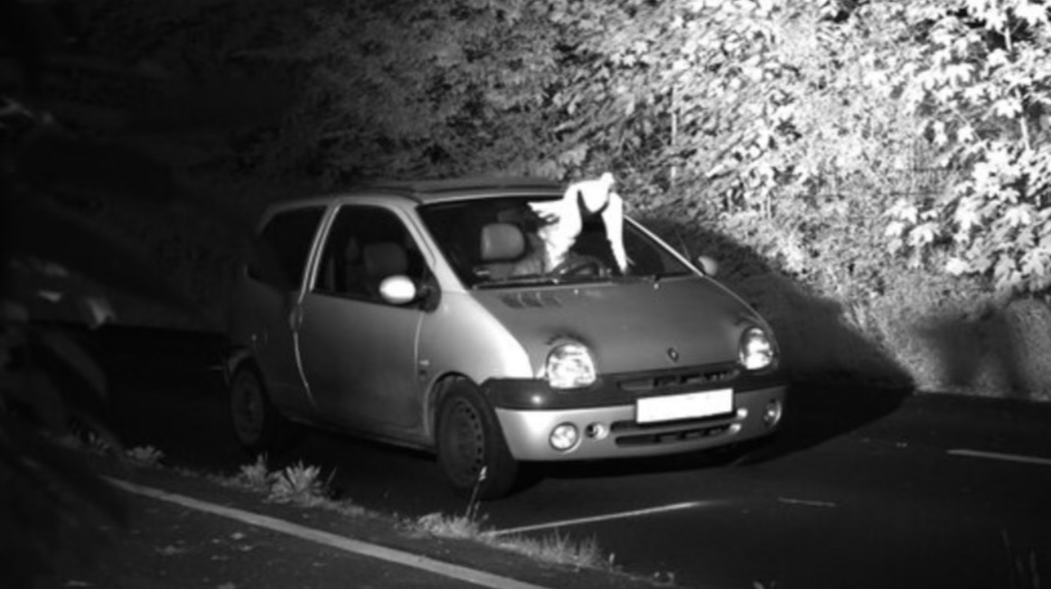 Un ave lo salvó de la fotomulta