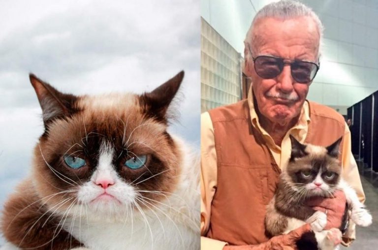 Murió "Grumpy Cat", la gata más famosa de Instagram