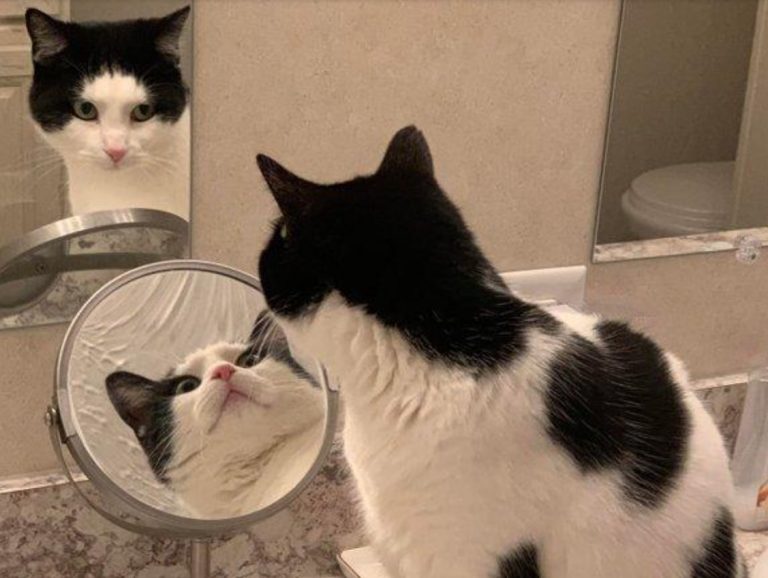 La foto de un gato que se mira en dos espejos y desconcierta a la Web