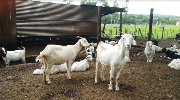 En la provincia, implantan pasturas para la producción ovina y caprina