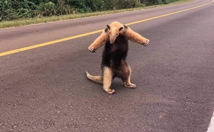 Ruta costera 2: fotografiaron a un oso hormiguero adulto con una particular postura
