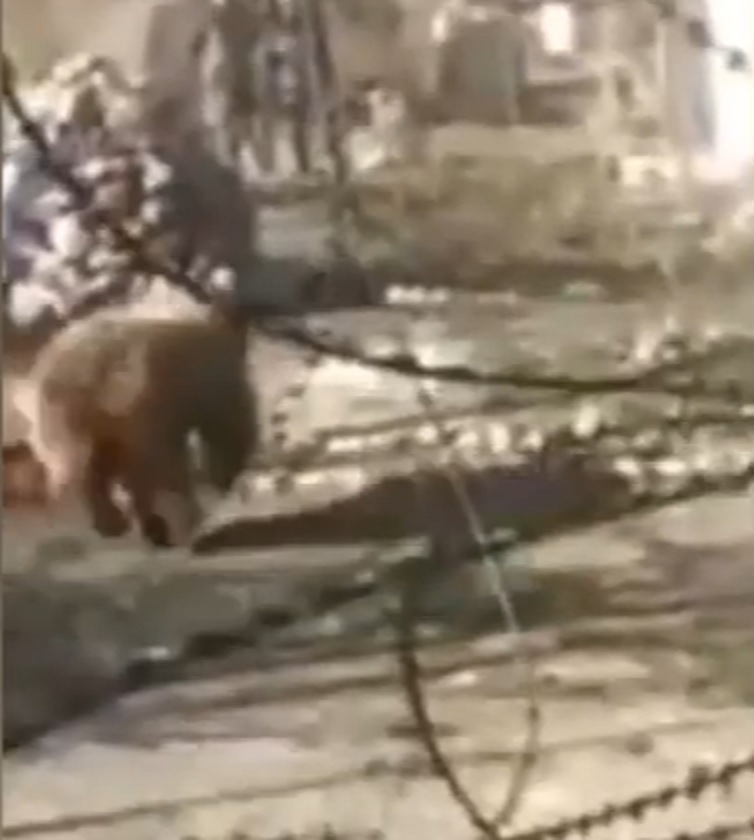 Indignante video: apedrean a oso hasta que cae al vacío