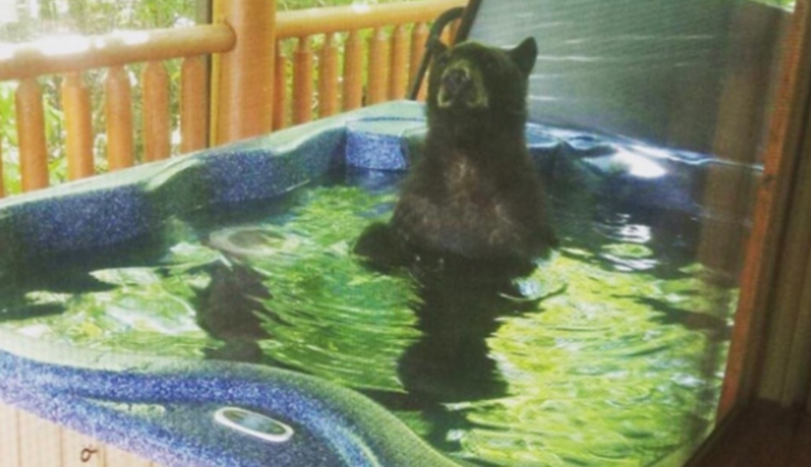 Estaban de vacaciones y descubrieron a un oso metido en su jacuzzi